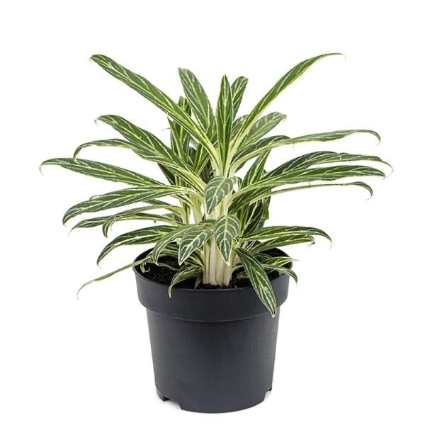 Аглаонема Зебра Фазерс