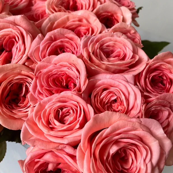 Роза "Лондон"