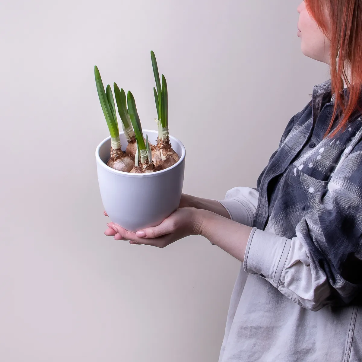 Нарцисс Айс Вингс2