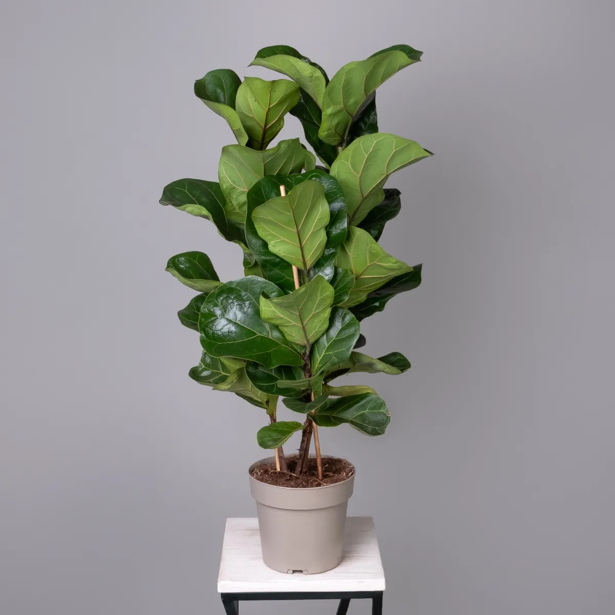 Фикус Тибако_4