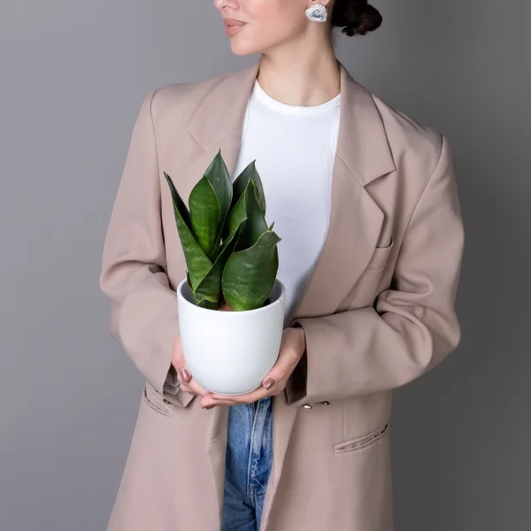 Сансевиерия Блэк Даймонд К_2