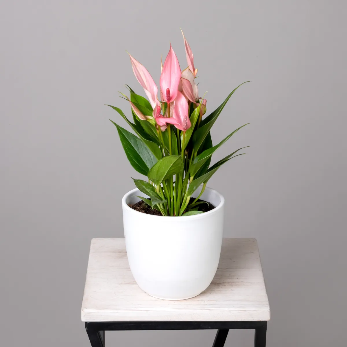 Антуриум Лилли Пинк К_1