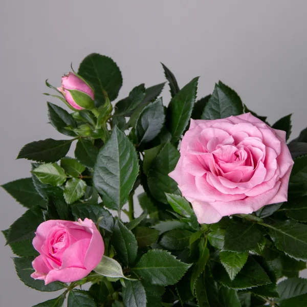 Роза Патио Каталина (розовая)_3