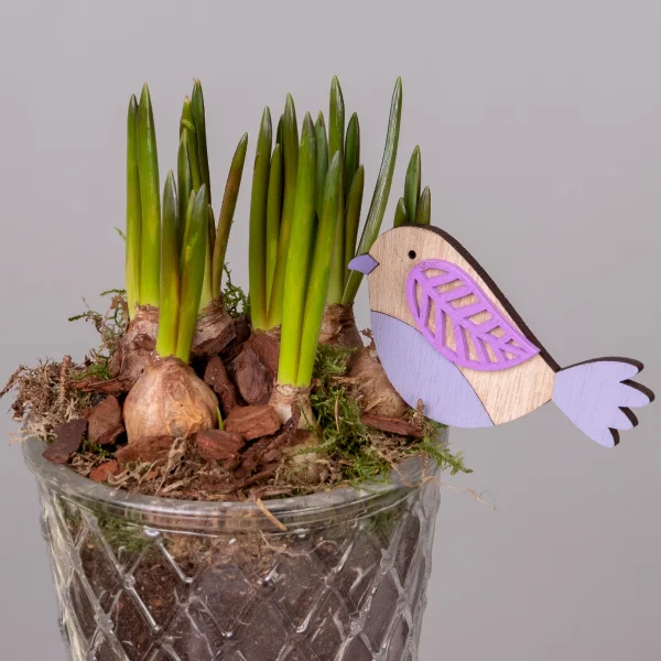 Мускари в стаканчике PTMB1012_3