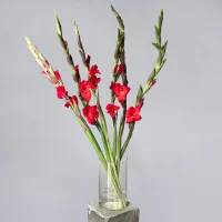 Букет Гладиолус 