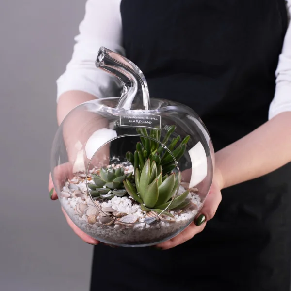 Суккулент Композиция в стекле Яблоко