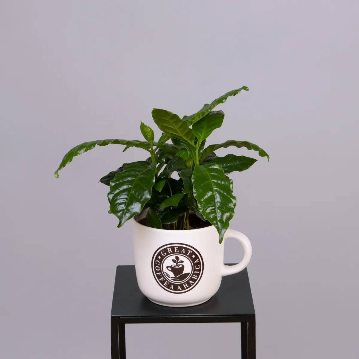 Кофе Арабика в кружке XL