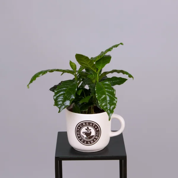 Кофе Арабика в кружке XL