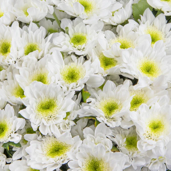 Букет Хризантема_кустовая "Радость"