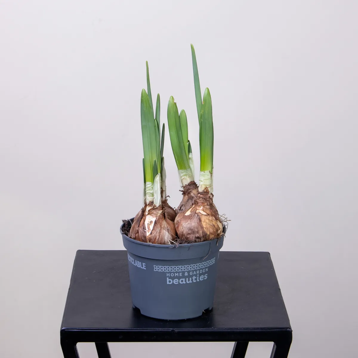 Нарцисс Айс Вингс4