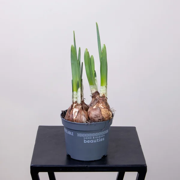 Нарцисс Айс Вингс4