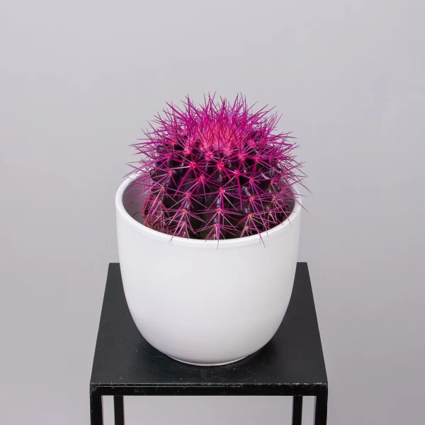 Эхинокактус Грузони крашеный микс_4