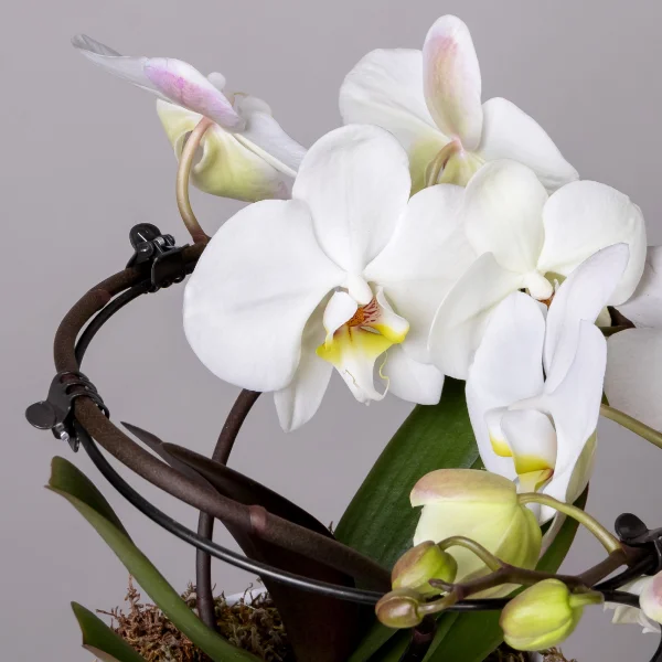 Фаленопсис Люкс Белый в белой керамике и в коробке_3