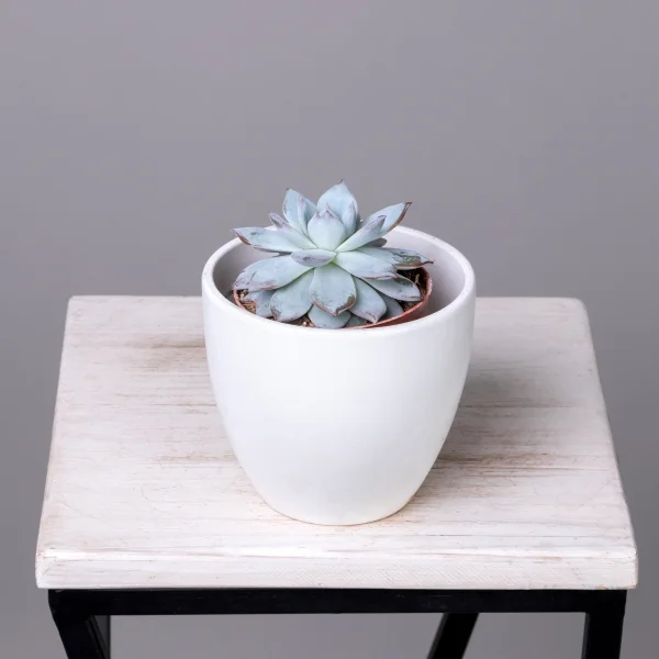 Эхеверия Колората1