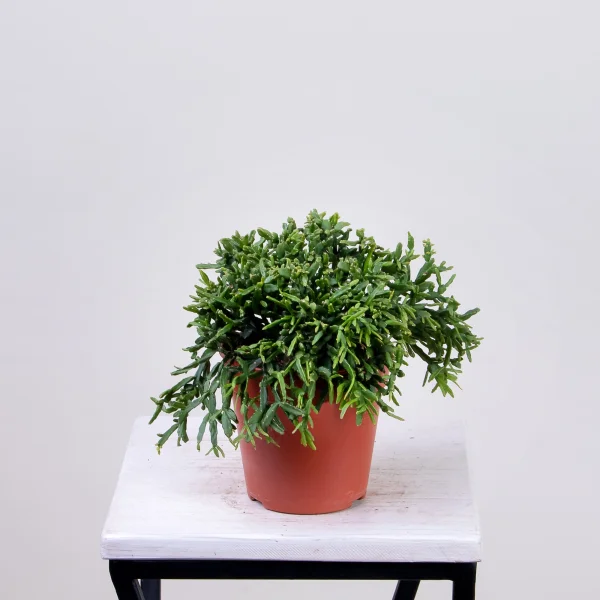 Рипсалис Бурчелли4