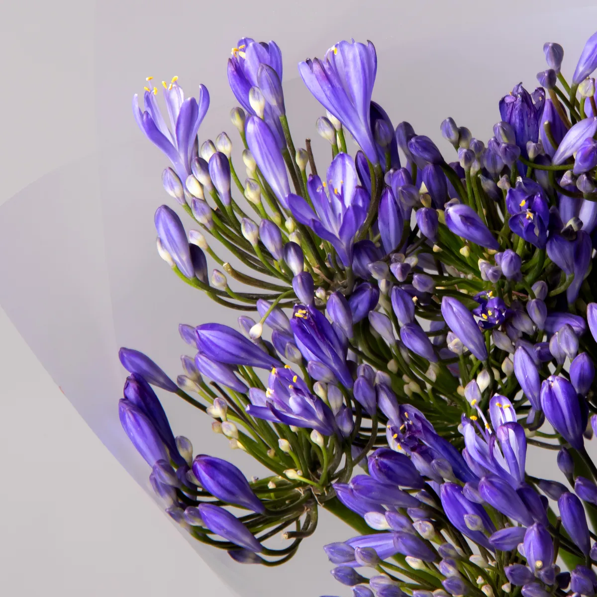 Букет Агапантус "Блу Ривер"_4