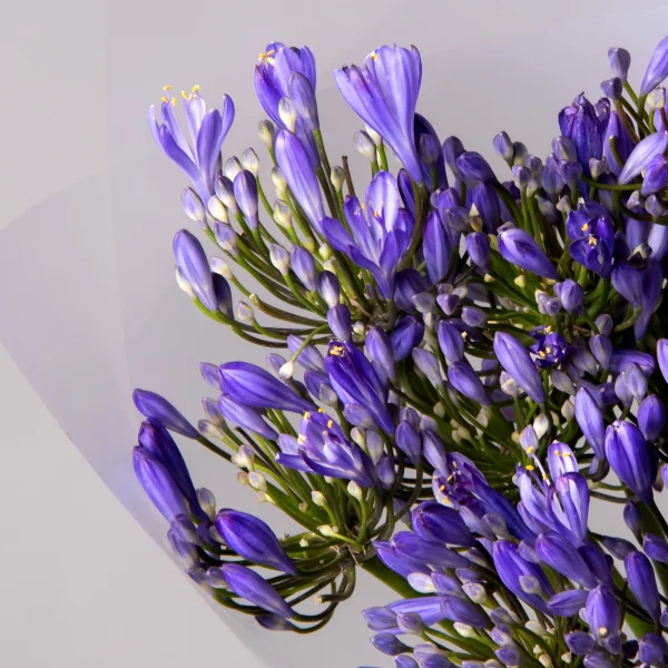 Букет Агапантус "Блу Ривер"_4