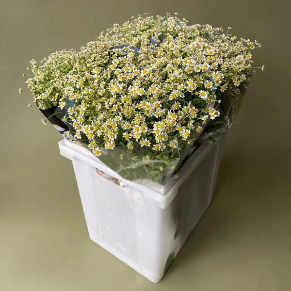 Матрекария "Сингл Вигмо"