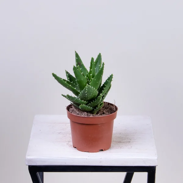 Алоэ Перфолиата4