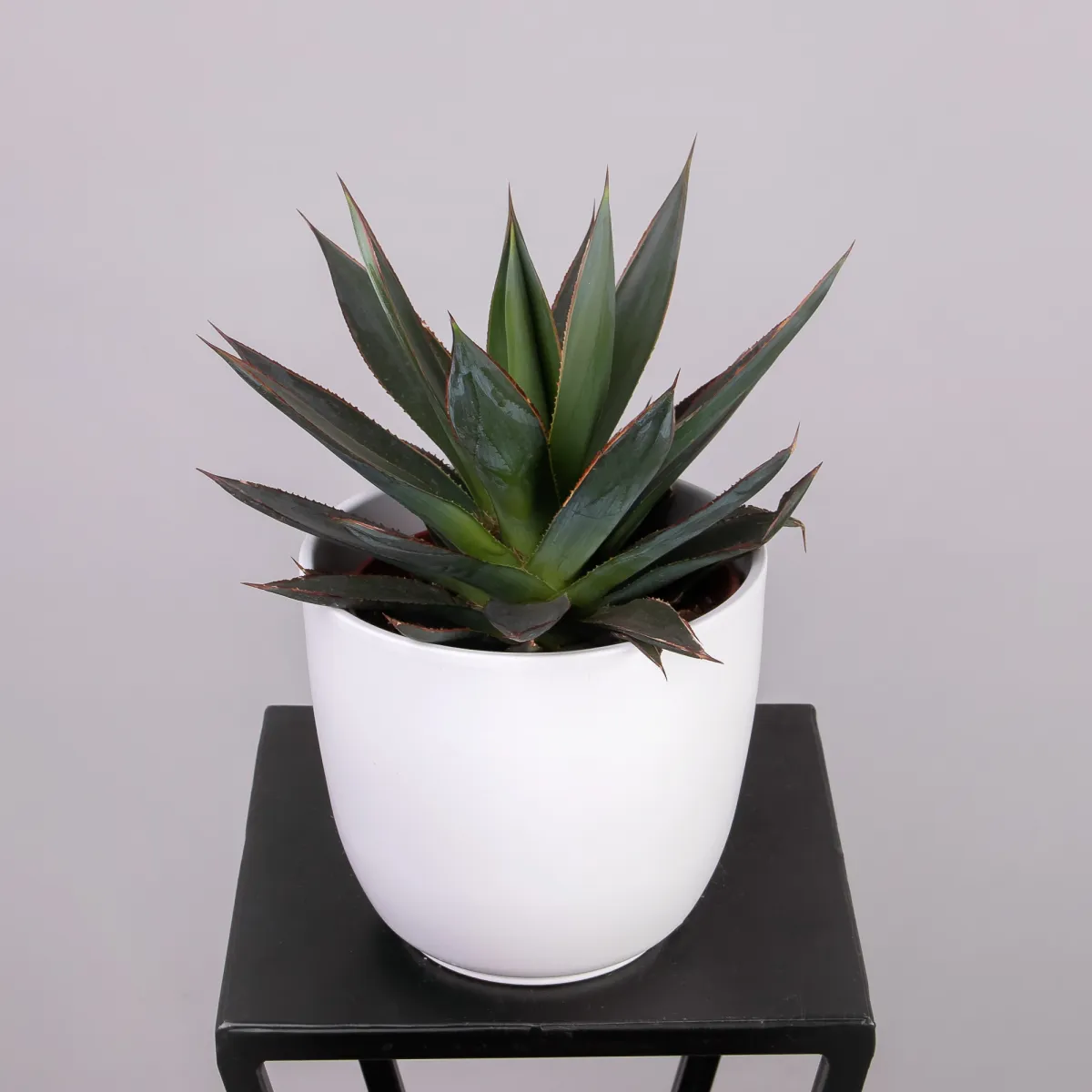 Агава Шака Зулу_1