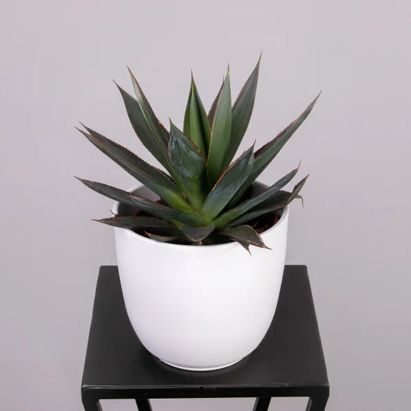 Агава Шака Зулу_1