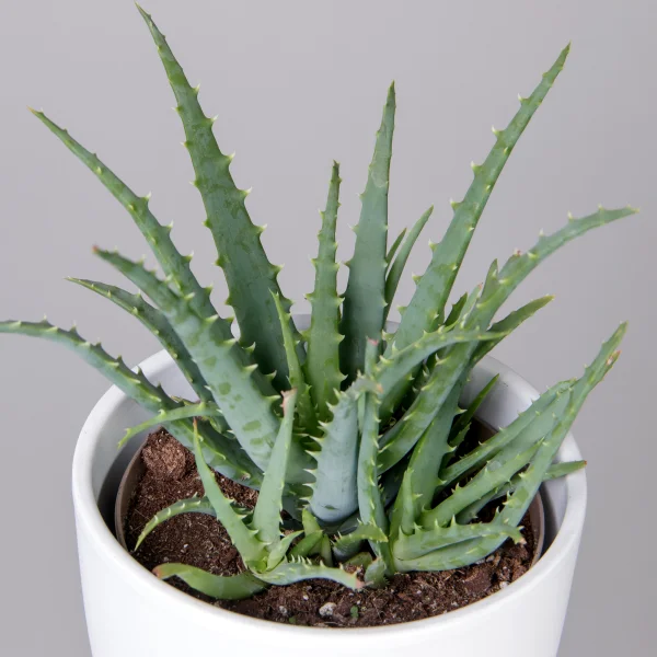 Алоэ Арборинцес_3