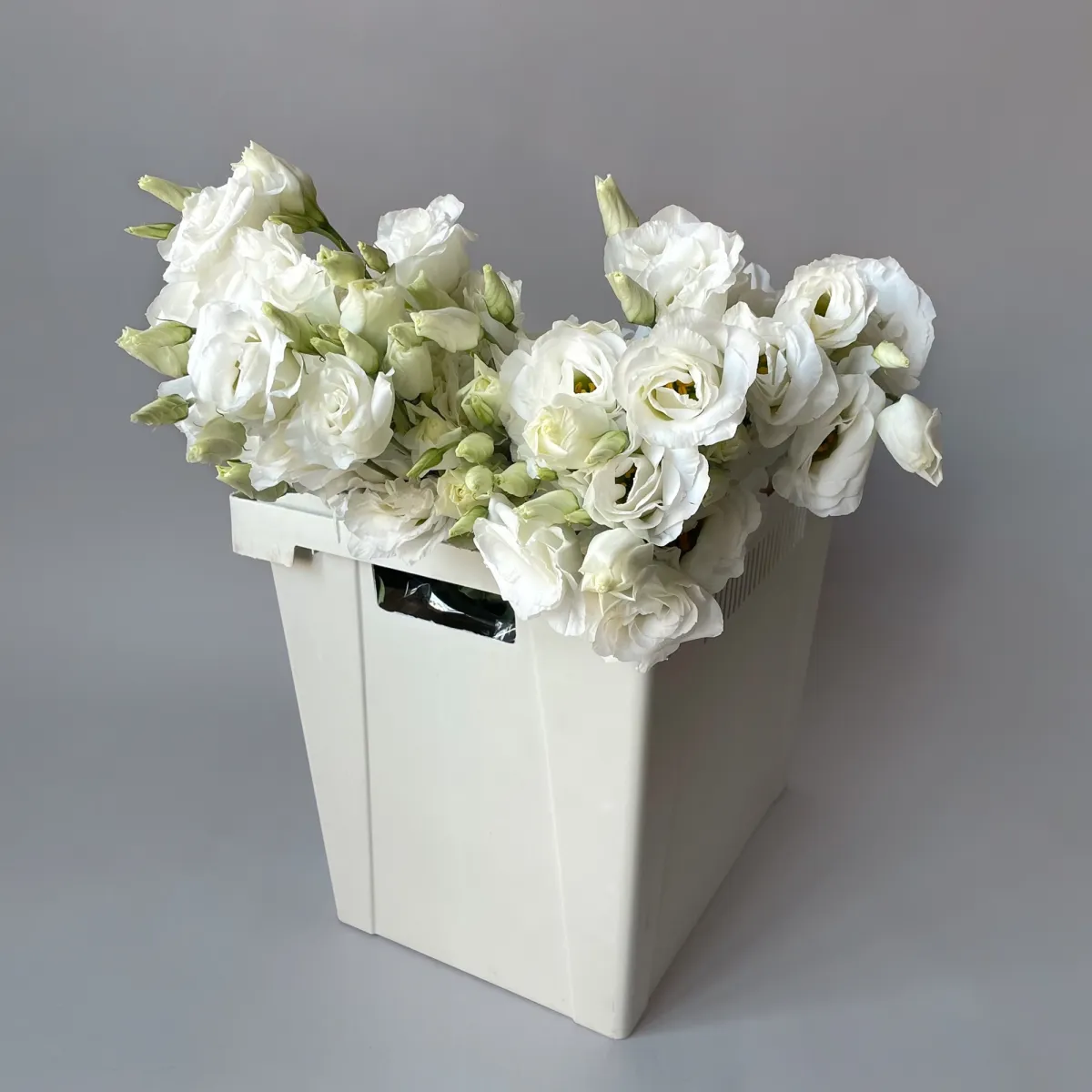 Лизиантус "Ду Арена Джиант Вайт"_1