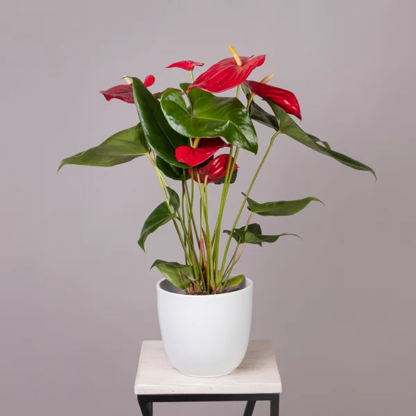 Антуриум андрианум Эдисон_1