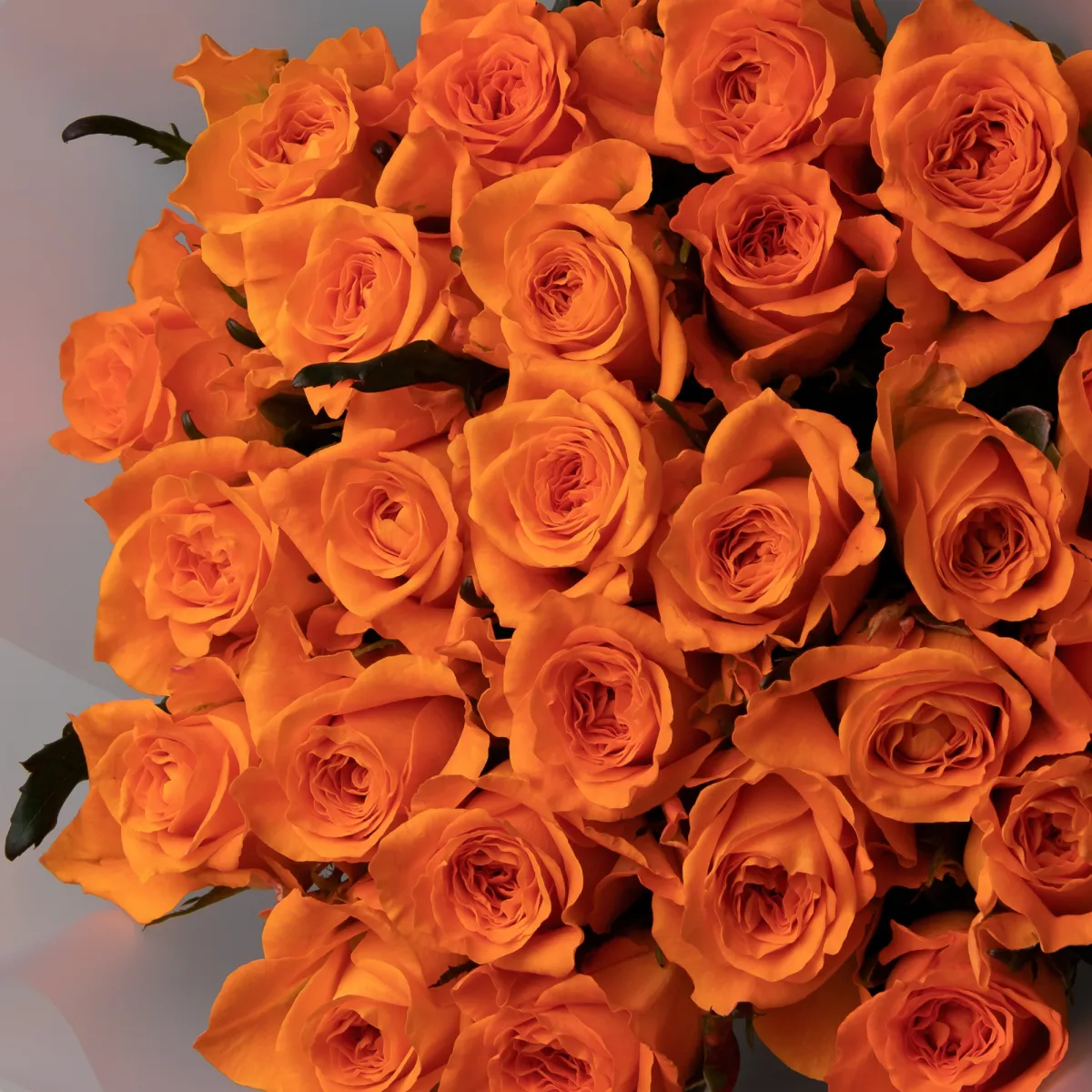 Букет Роза "Белинда"