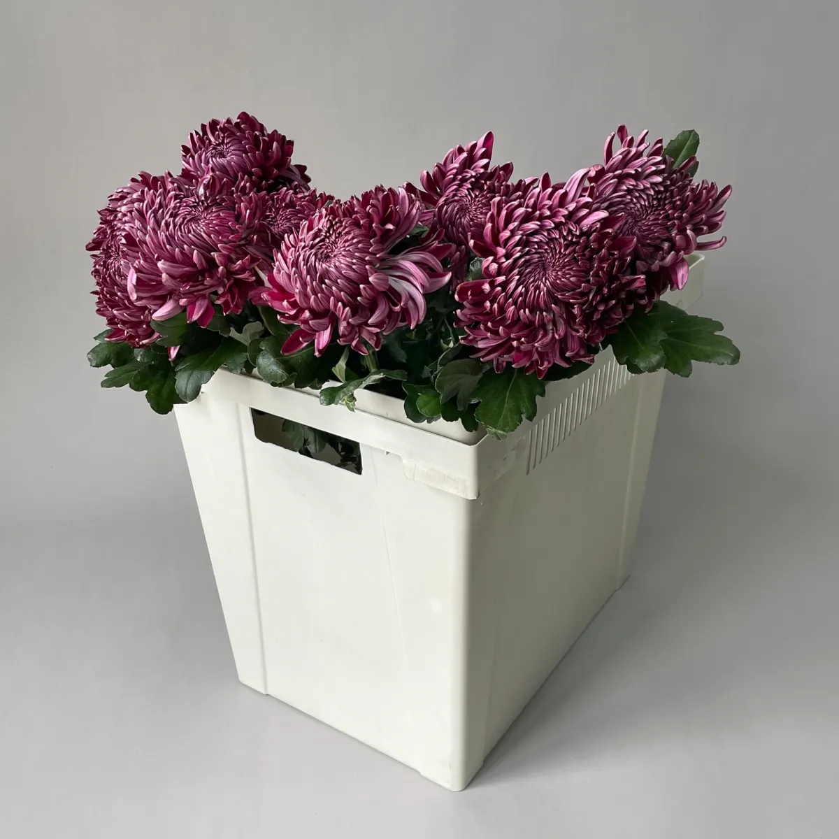 Хризантема одноголовая "Бигоди Пепл"_1