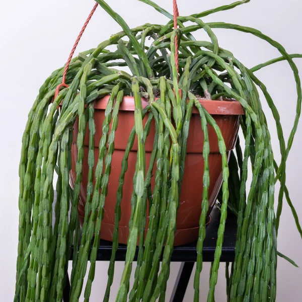 Рипсалис Микс подвесной3