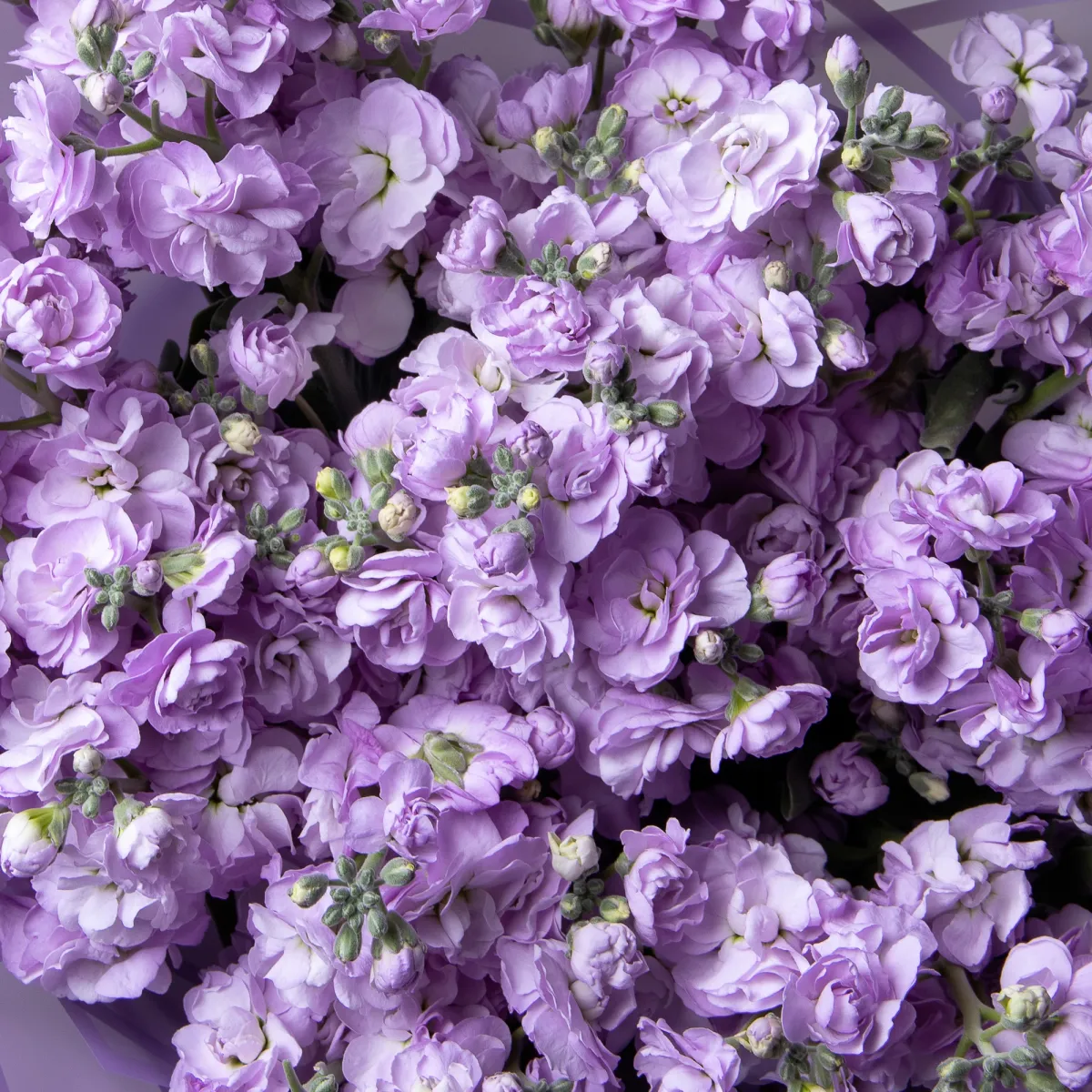 Букет Маттиола кустовая "Лаванда"_4