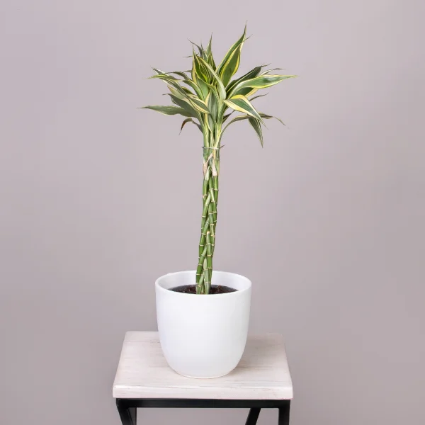 Драцена сандериана Микс переплетенная_1