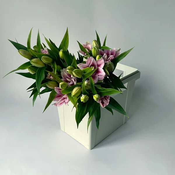 Лилия "Ор Роузлили Виола"_1