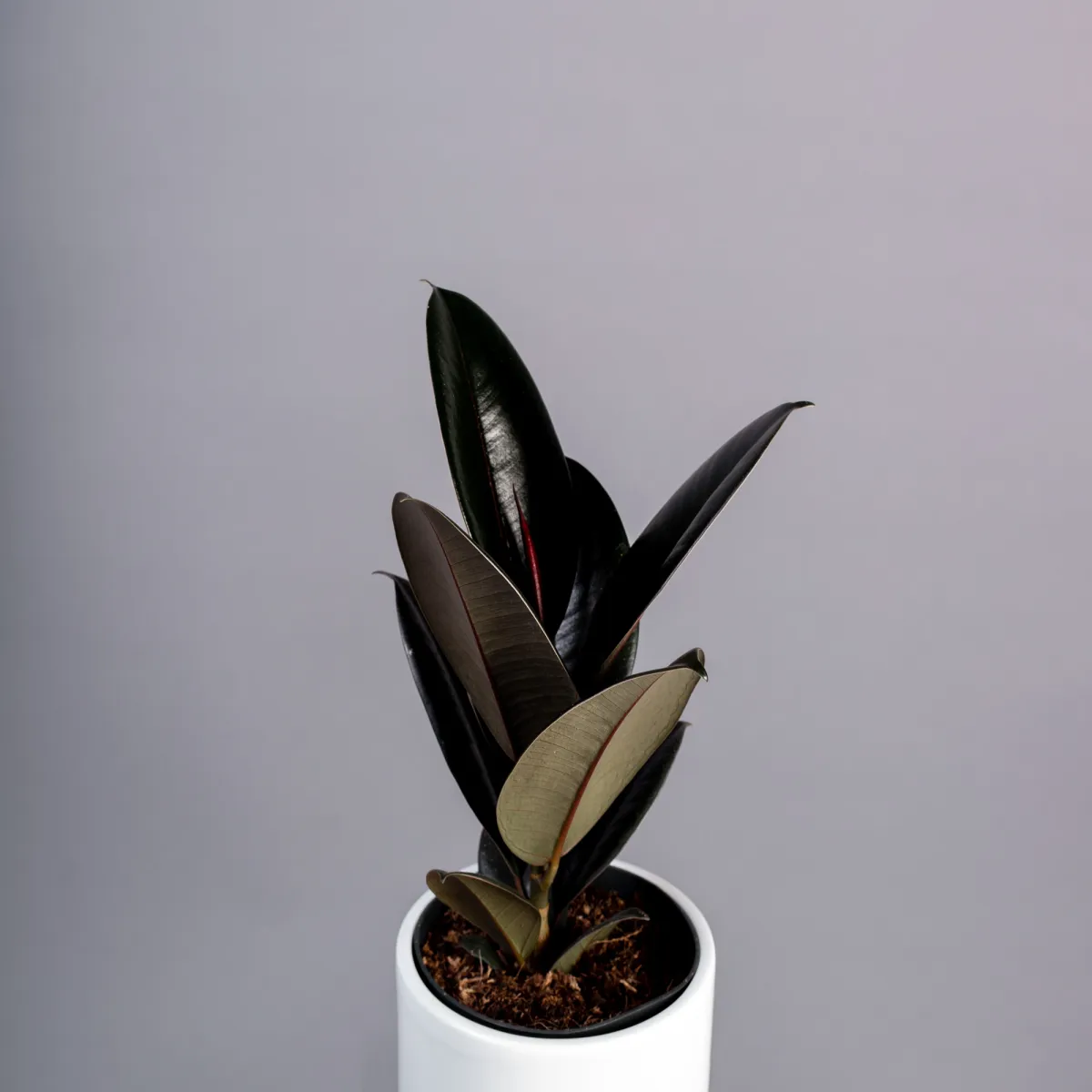 Фикус Эластика Абиджан