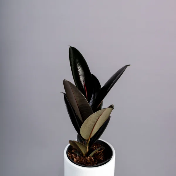 Фикус Эластика Абиджан