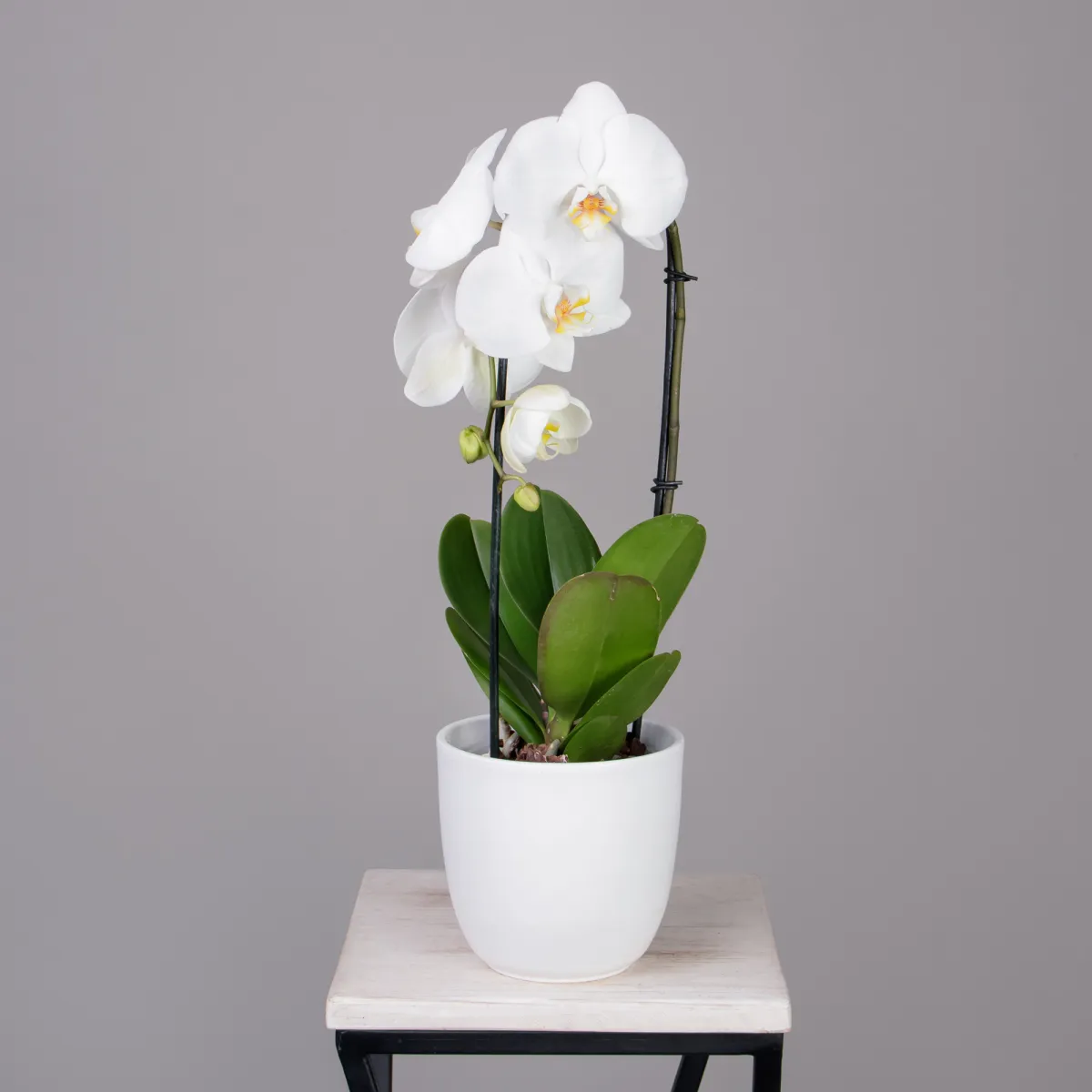 Фаленопсис Токио каскад белый 1 ст _1