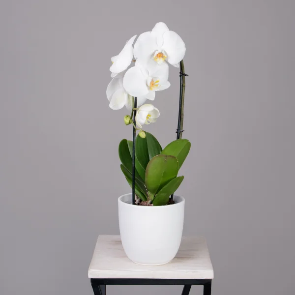 Фаленопсис Токио каскад белый 1 ст _1