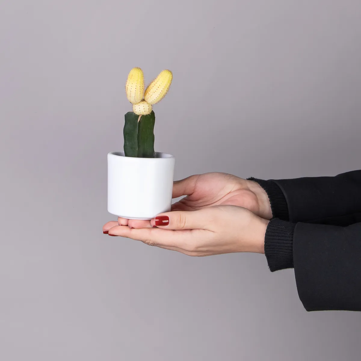 Гимнокалициум Желтый_2