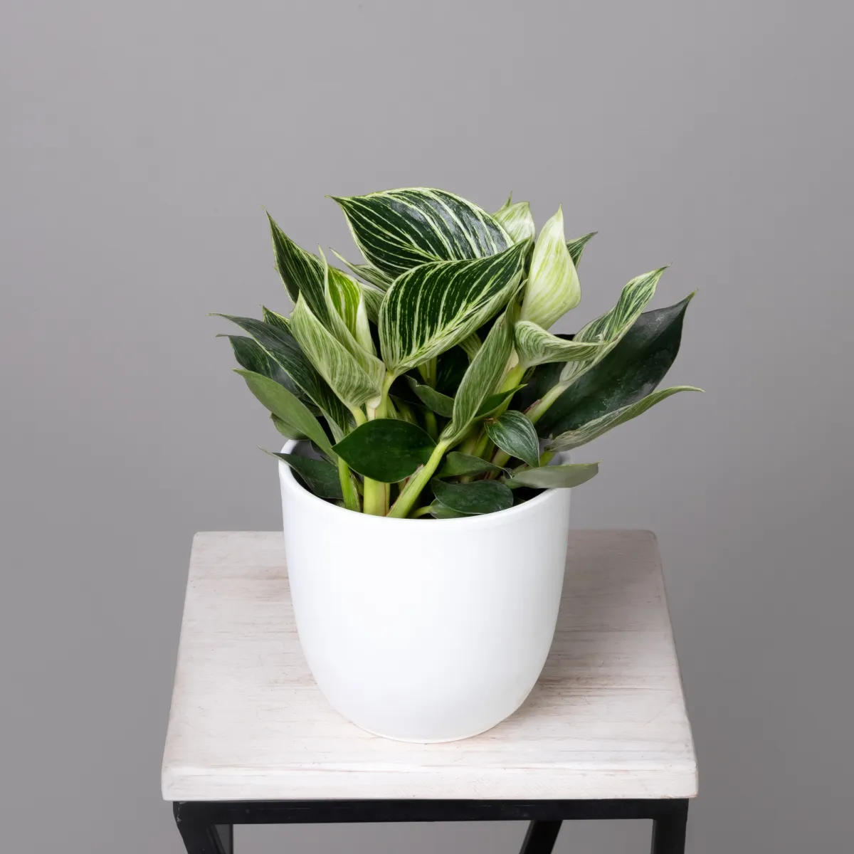 Филодендрон Биркин К_1