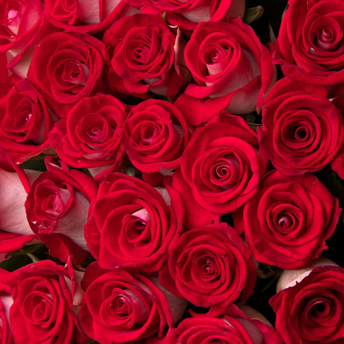 Букет Роза "Блюз"_4