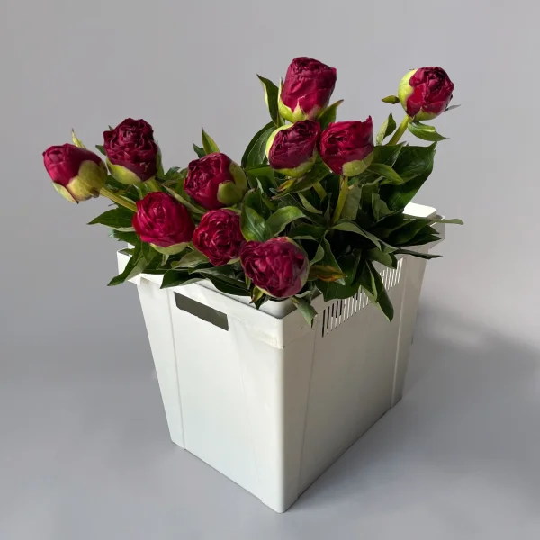 Пион "Оле Фейтфул"_1