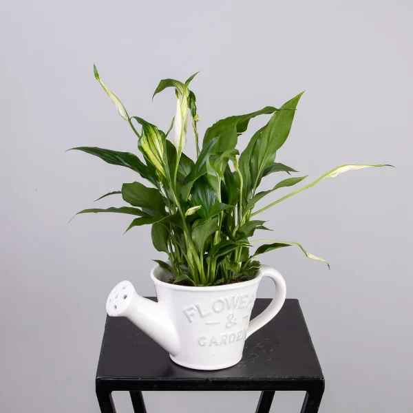 Спатифиллум в белой керамической лейке РРр_1