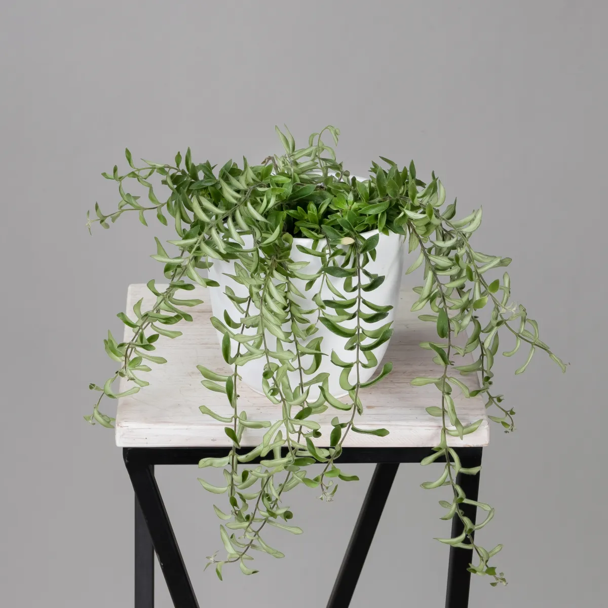 Эсхинантус Твистер_1