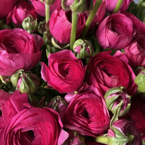 Ранункулюс "Элеганс Малиновый"