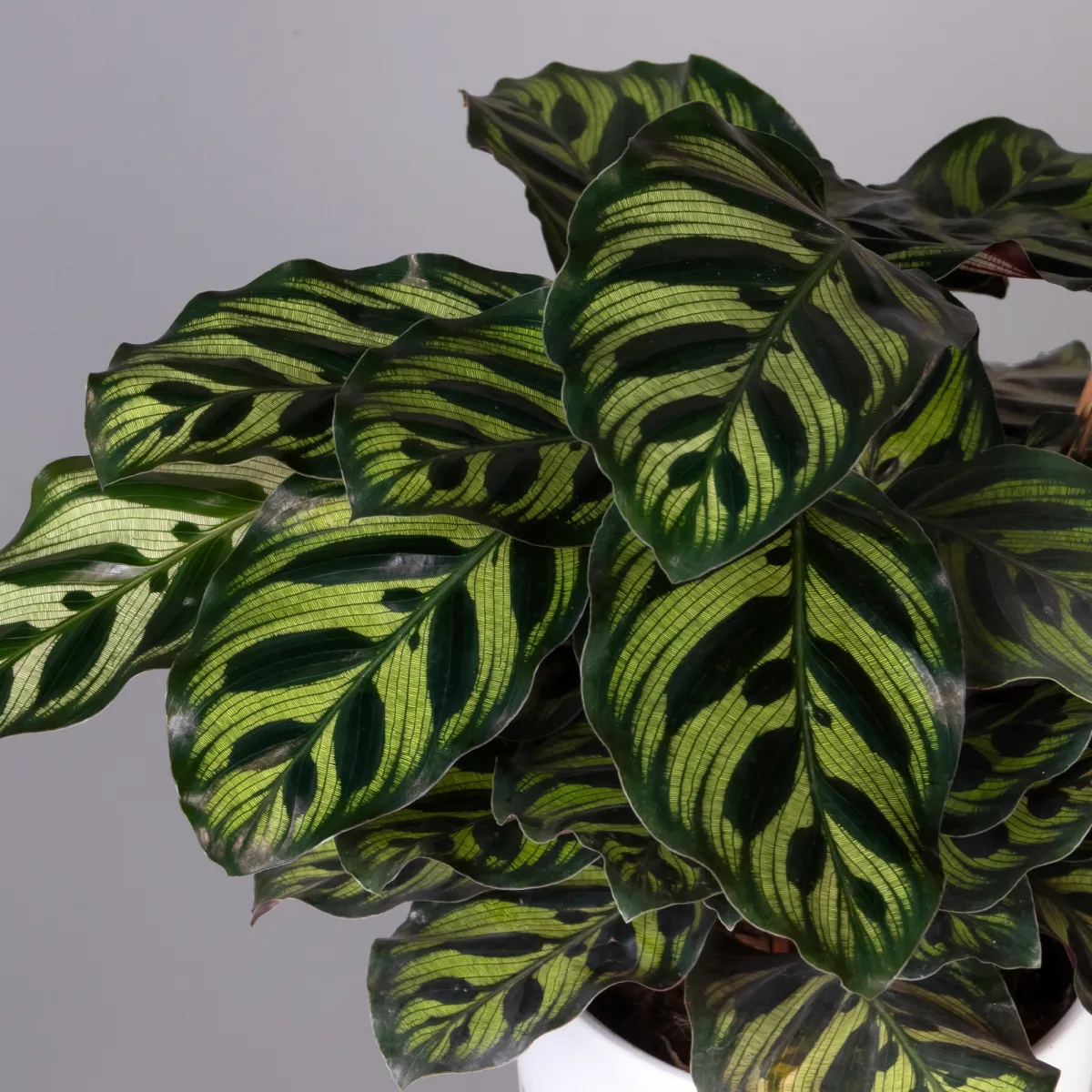 Калатея Макояна К_3