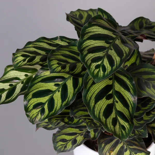 Калатея Макояна К_3