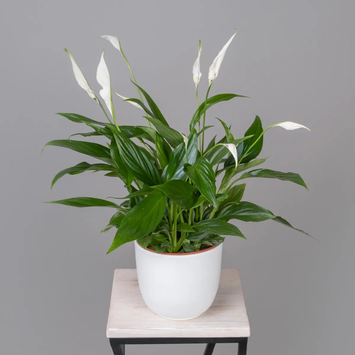 Спатифиллум Купидо_1