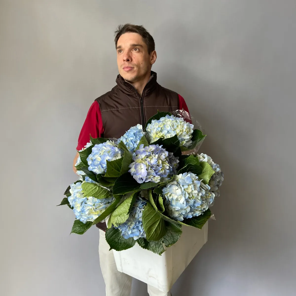 Гидрангия "Премиум Блю" 2