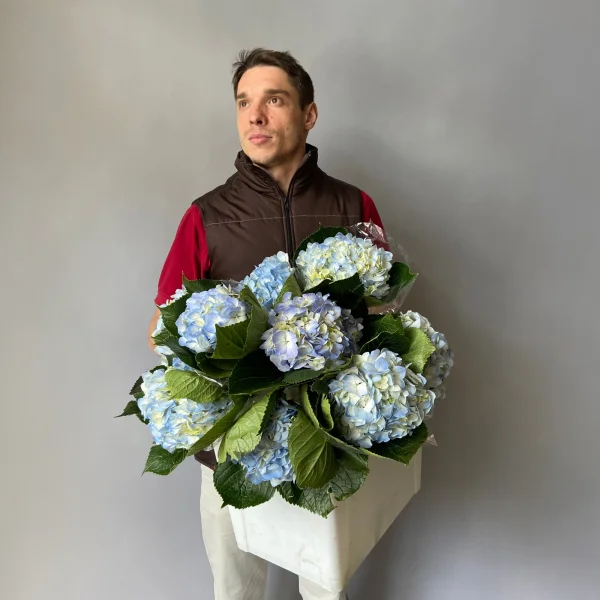 Гидрангия "Премиум Блю" 2